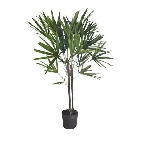 Planta Palmeira Raphis Dido Pt17 Embalagem 1UN