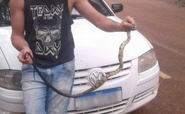 Cobra é encontrada dentro de carro em Pinhalzinho 