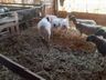 Prefeitura busca impulsionar criação de caprinos e ovinos em Guarujá do Sul