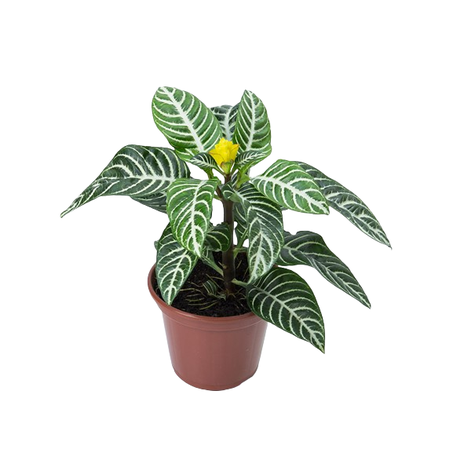 Flor Aphelandra P15