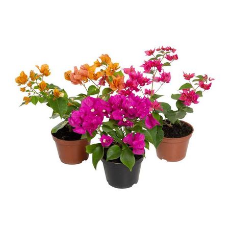 Primavera P11 