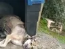 Homem é preso após tentar enterrar cachorra de ‘estimação’ viva em SC
