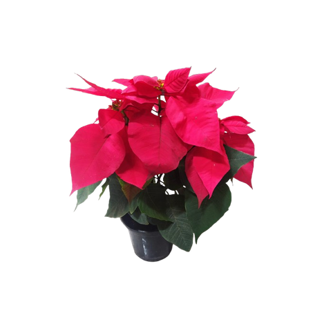 Flor sao joao vermelha p15