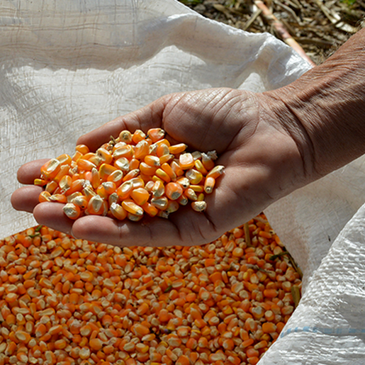 Epagri anuncia auxílio especial em sementes de milho em Itapiranga