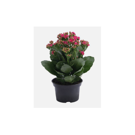 KALANCHOE NATURAL PT11 COLORIDA FLOR