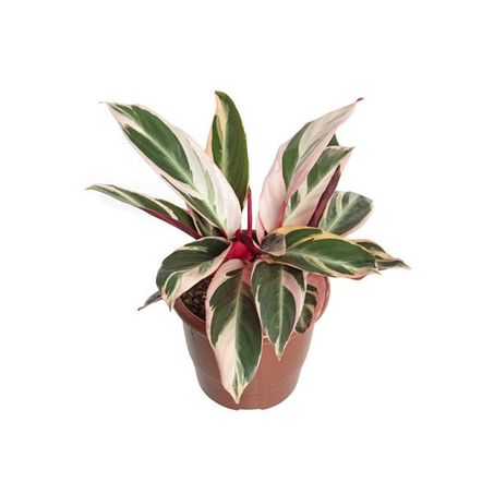 Calathea Trialstar P17 