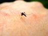 SC tem mais de mil casos de dengue confirmados nesta semana