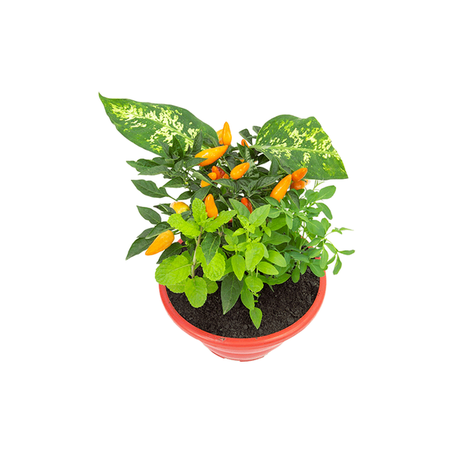 Flor coquetel sete ervas C21