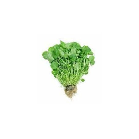 AGRIAO HIDROVIDA UN