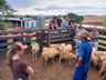 Ovino caprinocultura é trabalhada com produtores em Guarujá do Sul