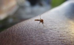 Aumento de casos de Dengue gera preocupação e motiva novas ações