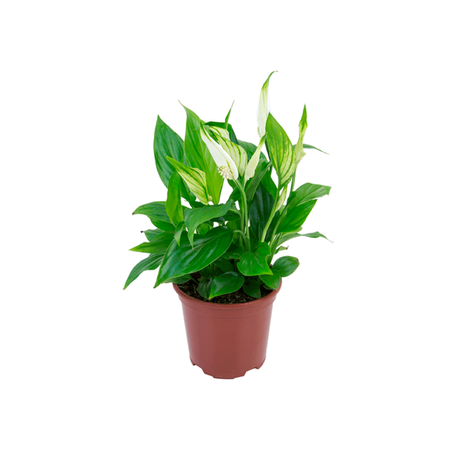 Flor Lírio da Paz P11