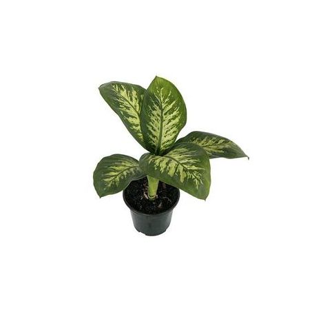 Flor Dieffenbachia Variado P17