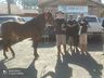 Grupo da região participa da Exposição Nacional do Cavalo Campeiro