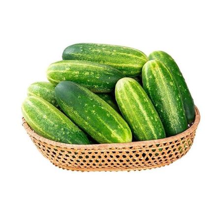 PEPINO SALADA KG