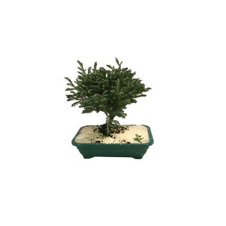 Bonsai Jovem Jardineira 1.1l 