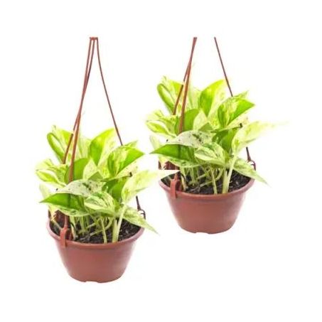 PLANTA JIBOIA VARIADO C13 PENDENTE