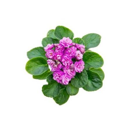 Flor Violeta Dobrada P11