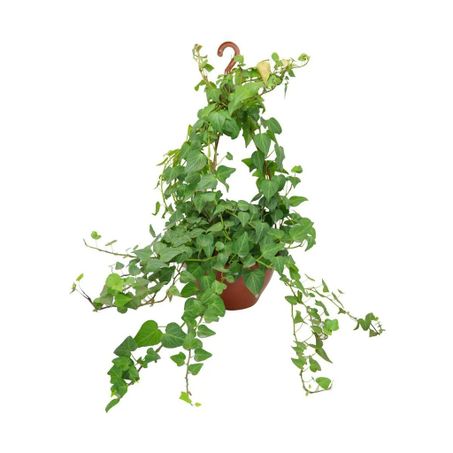 Planta Natural Hedera Variada