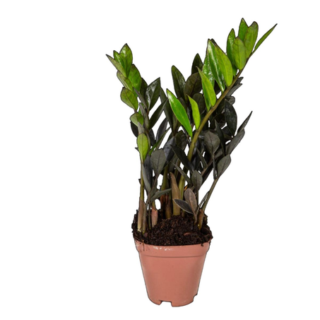 Zamioculcas Black Queen P09