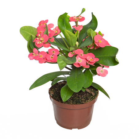 Planta Natural Euphorbia Millii Miliiana P11