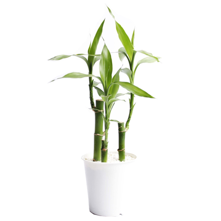 Bamboo Dracena Lucky P12