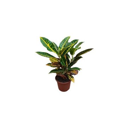 Planta Croton Hibrido Petra Almeida P19