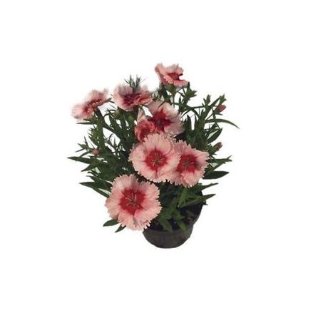 FLOR CRAVINEA P11