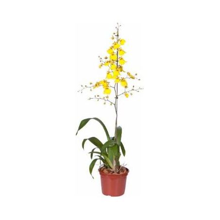 Orquidea Oncidium Colmanara P15