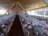 Estoque de carne suína prejudica produtores em SC