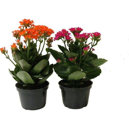 Calandiva/ Kalanchoe P06 - Ref. 0001.00126
