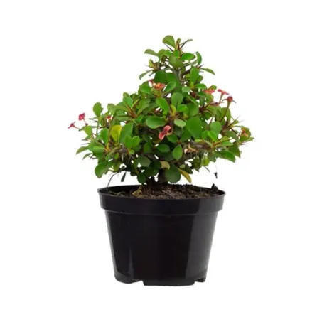 Euphorbia Milii Miliiana P11 