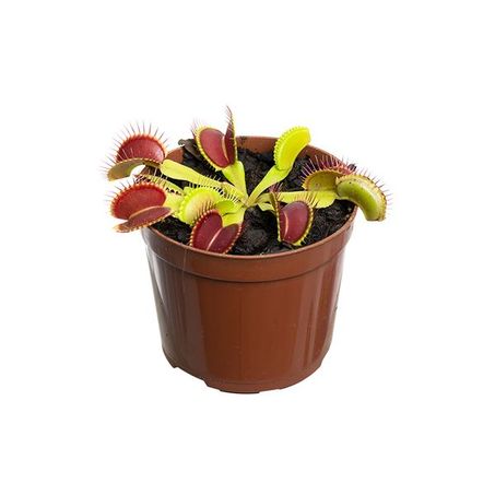 Planta Carnivora Dionaea P09 