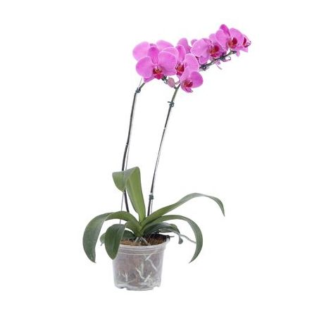 Flor Orquidea Phalaenopsis P12 1UN