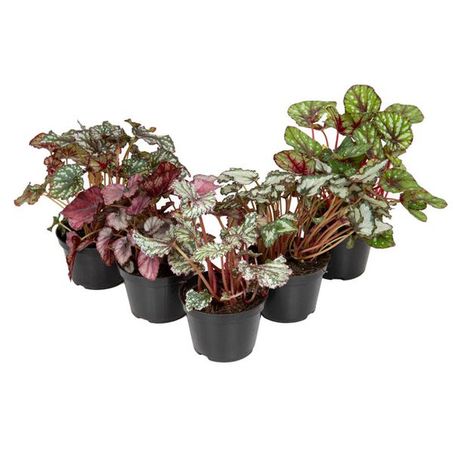 Begonia Rex P11 Po 