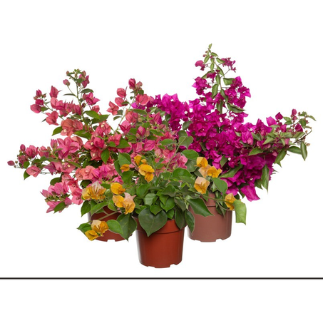 Primavera P17 Unidade
