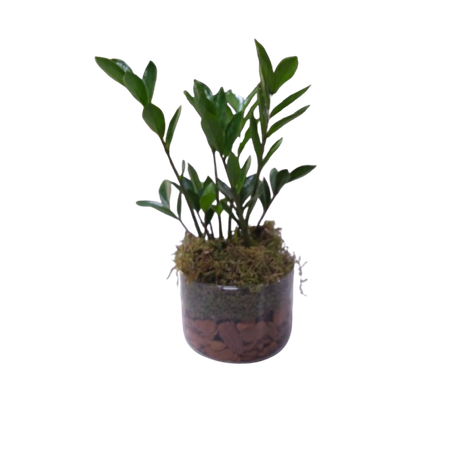Flor zamioculcas tubo