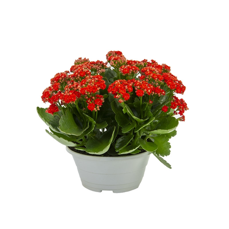 Flor Kalanchoe Dobrado C21