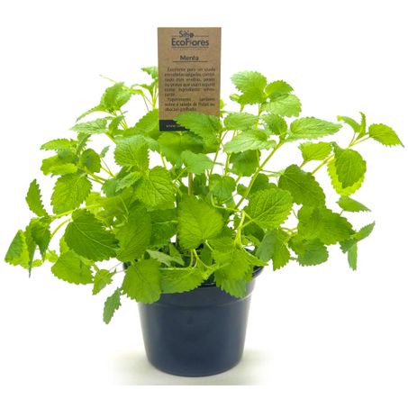 Menta sitio ecoflores un