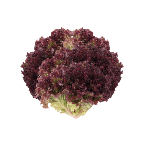 ALFACE ROXO UN