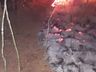 Vídeo: Bombeiros levam seis horas para combater incêndio em reflorestamento no interior de Riqueza