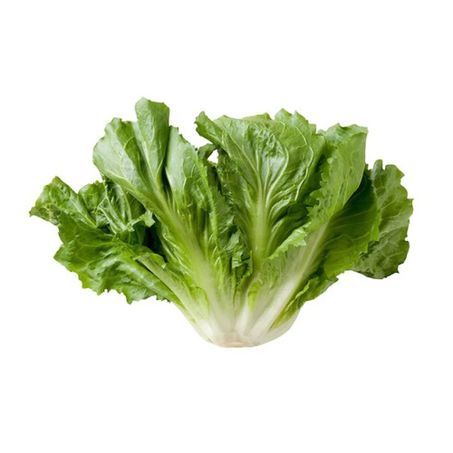 Escarola Un 
 