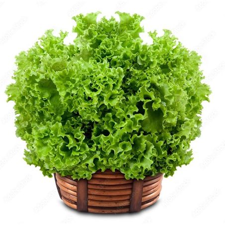 ALFACE HIDROPONICA UN