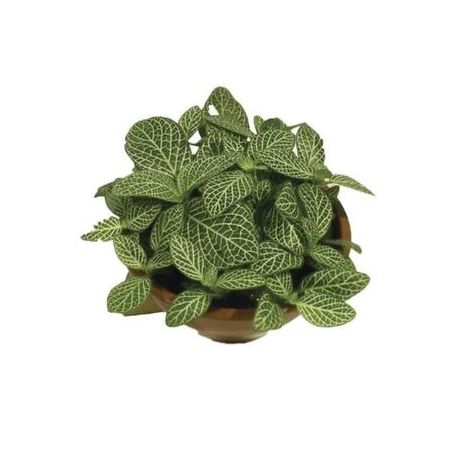 Planta Fitonia Folha Fina C13