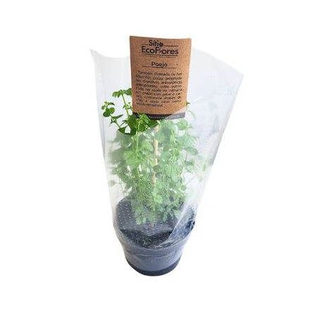 POEJO MUDAS ECOFLORES UNIDADE