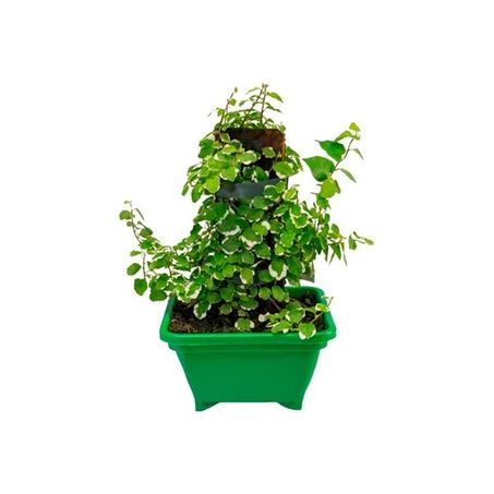 PLANTA NATURAL UNHA DE GATO P17 QUADRADO