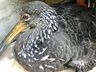 Bombeiros e PMA resgatam ave encontrada embaixo de veículo em Iporã do Oeste