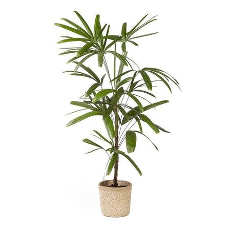 Flor raphia 1 haste