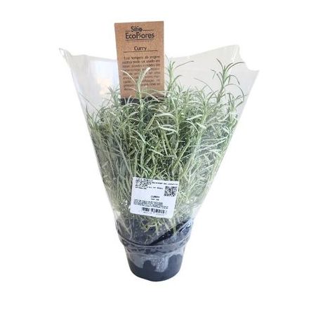 MUDAS ECOFLORES CURRY UNIDADE 