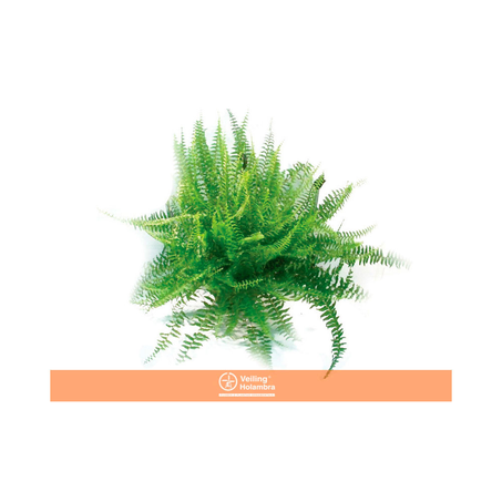 Samambaia Americana C25